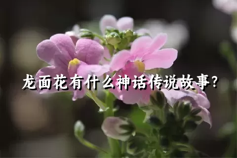 龙面花有什么神话传说故事？