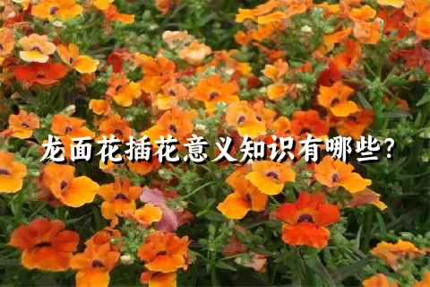 龙面花插花意义知识有哪些？