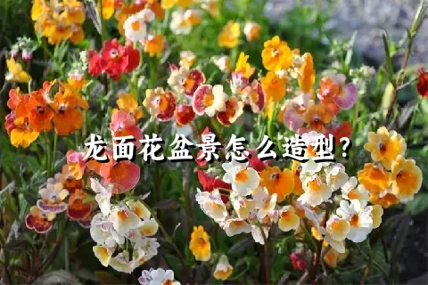 龙面花盆景怎么造型？