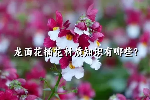 龙面花插花材质知识有哪些？