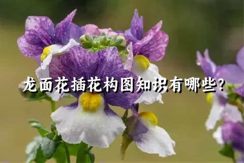 龙面花插花构图知识有哪些？