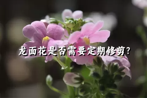 龙面花是否需要定期修剪？