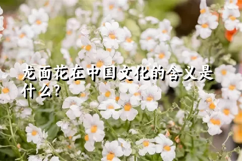 龙面花在中国文化的含义是什么？