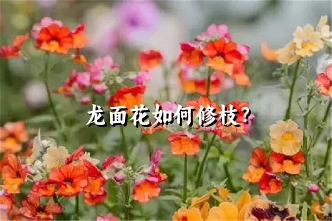 龙面花如何修枝？