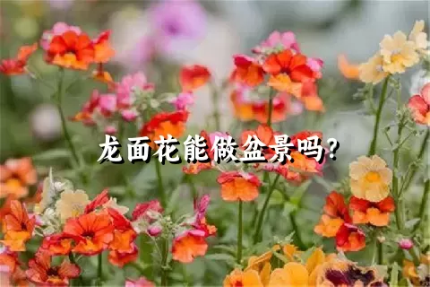 龙面花能做盆景吗？