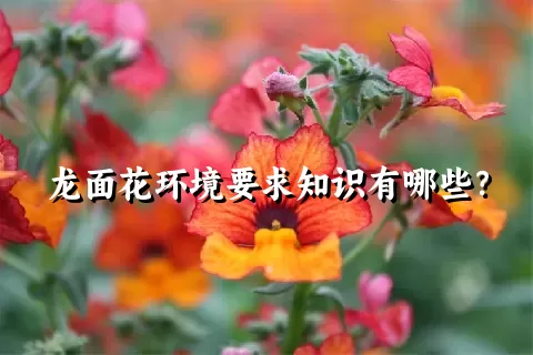 龙面花环境要求知识有哪些？