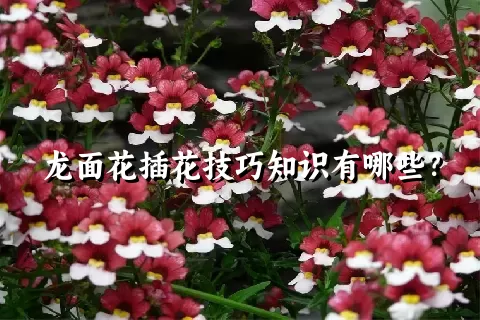 龙面花插花技巧知识有哪些？