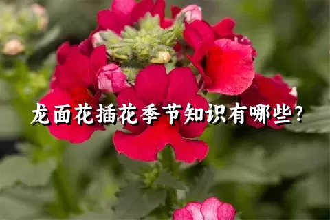 龙面花插花季节知识有哪些？