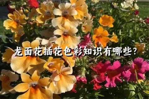 龙面花插花色彩知识有哪些？