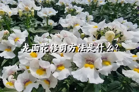 龙面花修剪方法是什么？