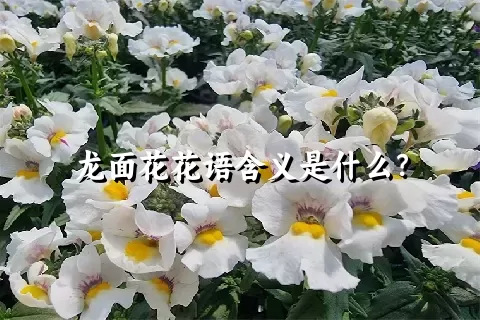 龙面花花语含义是什么？