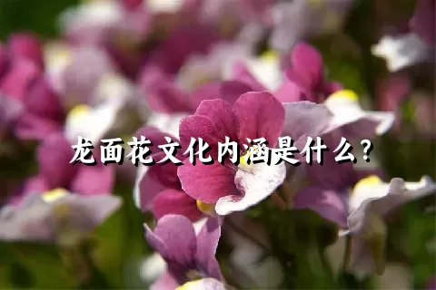 龙面花文化内涵是什么？