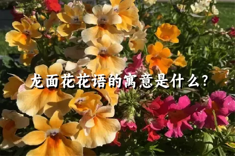 龙面花花语的寓意是什么？