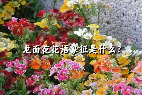 龙面花花语象征是什么？