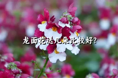 龙面花送几朵比较好？