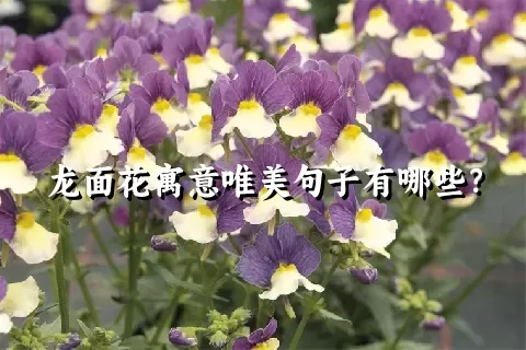 龙面花寓意唯美句子有哪些？