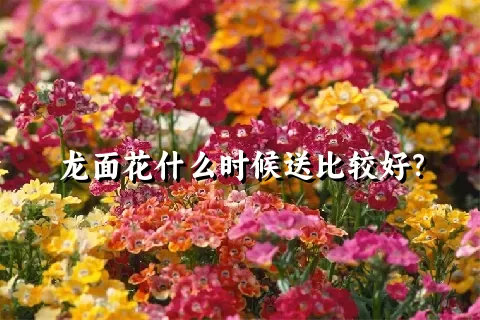 龙面花什么时候送比较好？