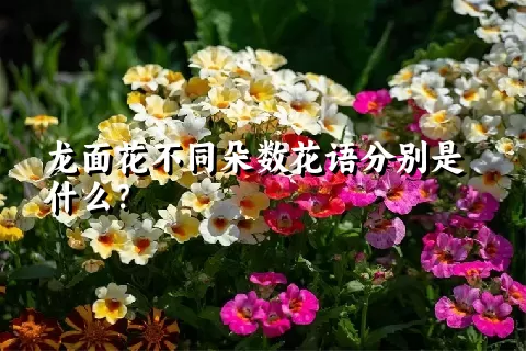 龙面花不同朵数花语分别是什么？