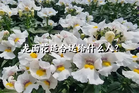 龙面花适合送给什么人？