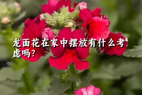 龙面花在家中摆放有什么考虑吗？