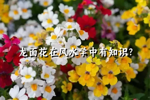 龙面花在风水学中有知识？