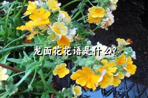 龙面花花语是什么？