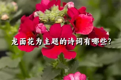 龙面花为主题的诗词有哪些？