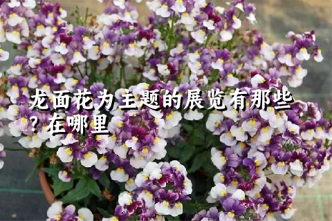 龙面花为主题的展览有那些？在哪里