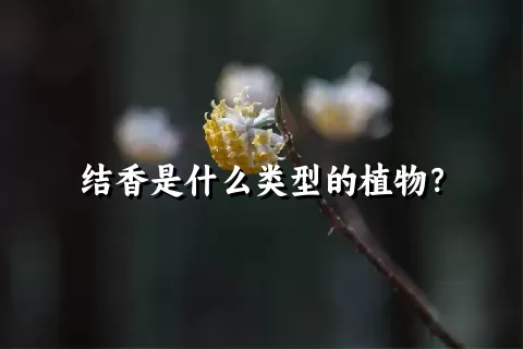 结香是什么类型的植物？