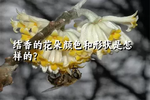 结香的花朵颜色和形状是怎样的？