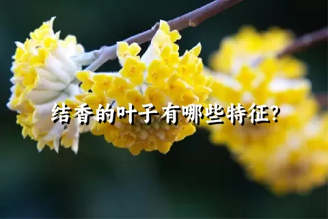 结香的叶子有哪些特征？