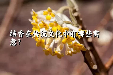 结香在传统文化中有哪些寓意？