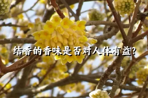 结香的香味是否对人体有益？