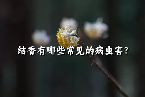 结香有哪些常见的病虫害？