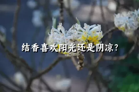 结香喜欢阳光还是阴凉？