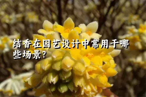 结香在园艺设计中常用于哪些场景？