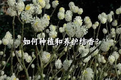 如何种植和养护结香？