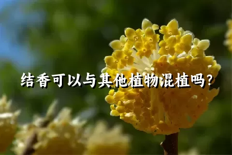 结香可以与其他植物混植吗？