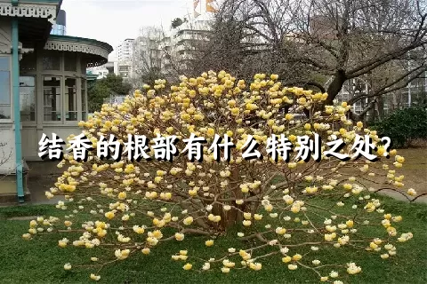 结香的根部有什么特别之处？