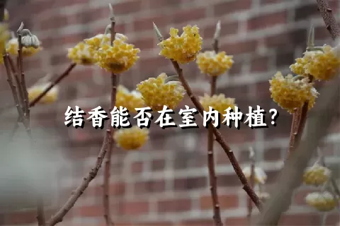 结香能否在室内种植？