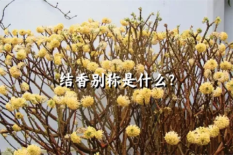 结香别称是什么？