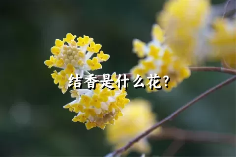 结香是什么花？