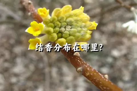 结香分布在哪里?