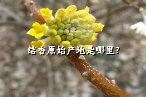 结香原始产地是哪里？