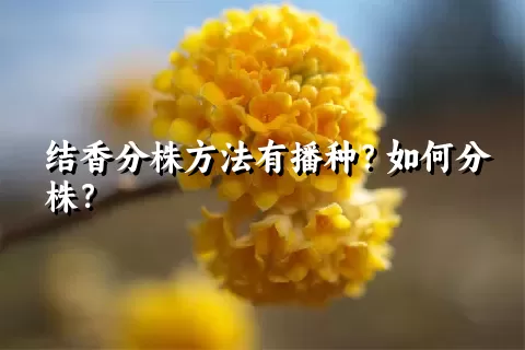 结香分株方法有播种？如何分株？