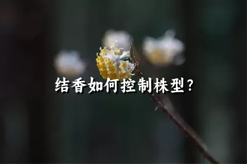 结香如何控制株型？