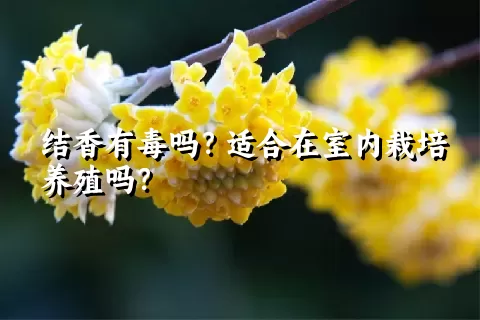 结香有毒吗？适合在室内栽培养殖吗？