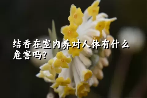 结香在室内养对人体有什么危害吗？