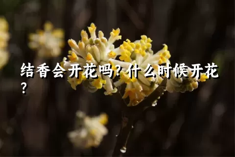 结香会开花吗？什么时候开花？