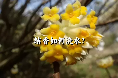 结香如何浇水？